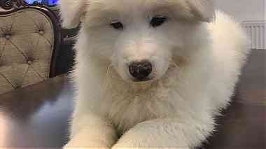 Samoyed puppies For Sale