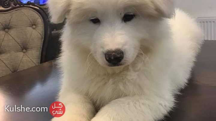 Samoyed puppies For Sale - صورة 1