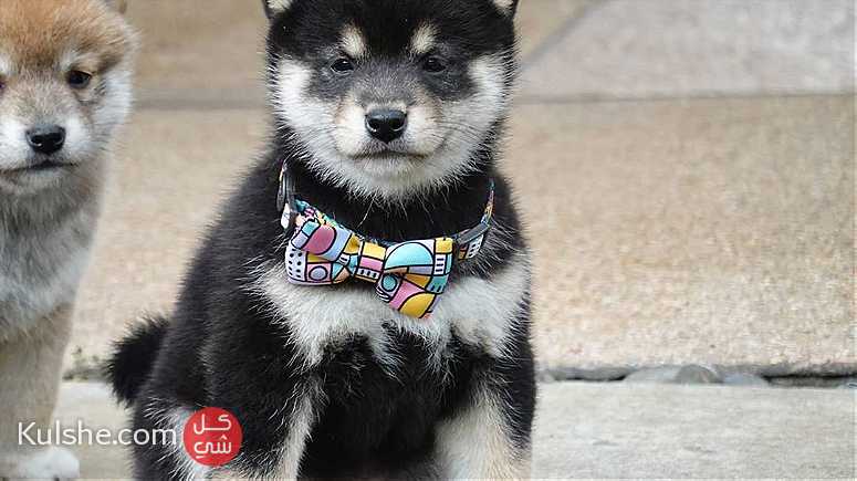 Shiba Inu Puppies for sale - Image 1