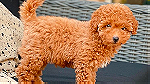 Poodle puppies here for Sale - صورة 1