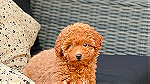 Poodle puppies here for Sale - صورة 2