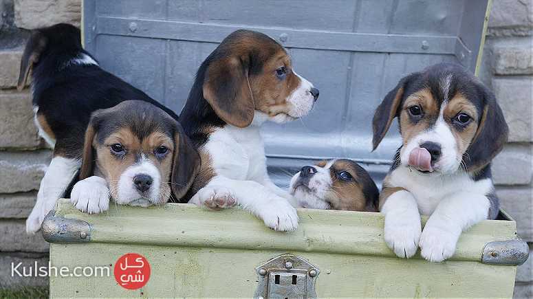 Beagle Puppies for Adoption - Image 1