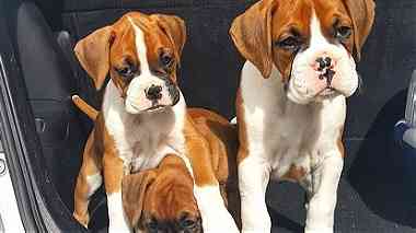 Boxer Puppies For Adoption