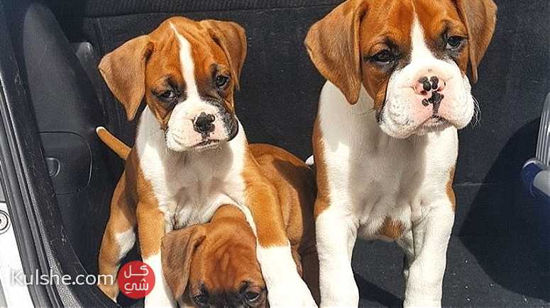 Boxer Puppies For Adoption - صورة 1