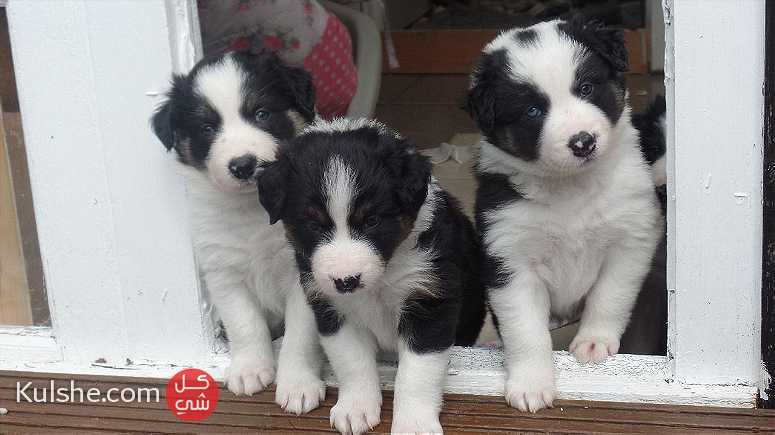Border Collie pups for Adoption Ready - صورة 1