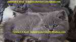 Well Socialized Male and Female Grey British Shorthair Kittens Reg - Image 1