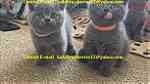 Well Socialized Male and Female Grey British Shorthair Kittens Reg - Image 2