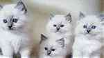 Ragdoll Kittens 4girls 2boys - Image 1