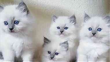 Ragdoll Kittens 4girls 2boys