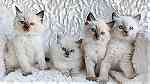 Ragdoll Kittens 4girls 2boys - صورة 2