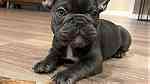 Attractive French Bulldog Puppies available - Image 3