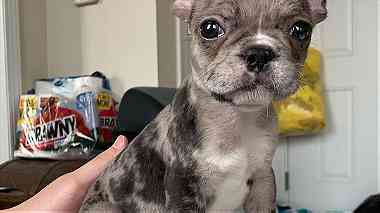 Attractive French Bulldog Puppies available