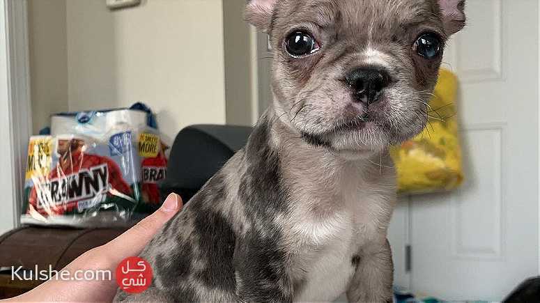 Attractive French Bulldog Puppies available - Image 1