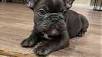 Attractive French Bulldog Puppies available - Image 4