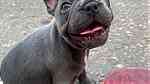 Attractive French Bulldog Puppies available - Image 2