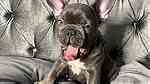 Attractive French Bulldog Puppies available - Image 6