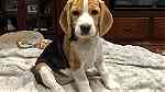 Tri color Beagle puppies  for sale - صورة 1