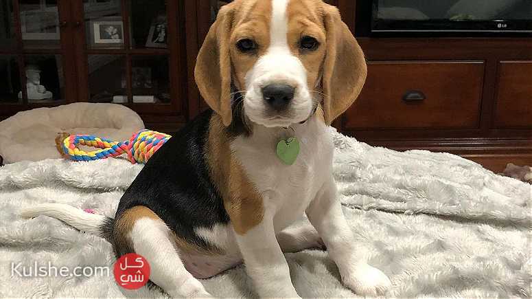 Tri color Beagle puppies  for sale - Image 1