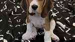 Tri color Beagle puppies  for sale - صورة 2