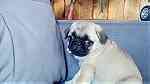 Fawn Pug Puppies  for sale - صورة 1