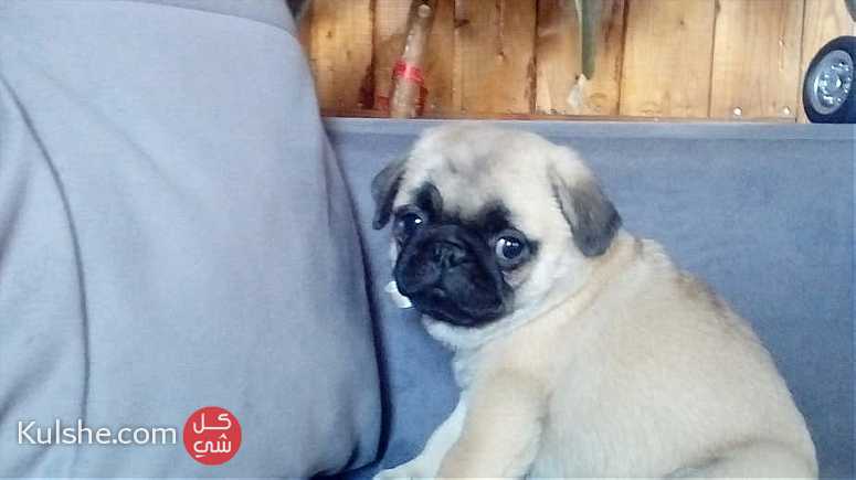 Fawn Pug Puppies  for sale - صورة 1