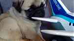 Fawn Pug Puppies  for sale - صورة 2