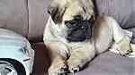 Fawn Pug Puppies  for sale - صورة 3