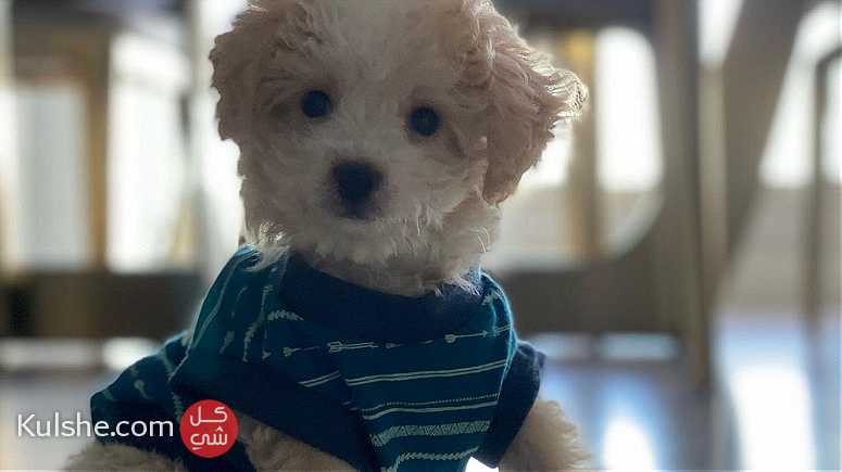 white and cream toy poodle puppies available - صورة 1