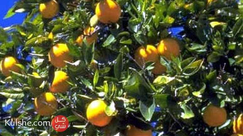 مزرعه ملك للبيع في أبو المطامير البحيرة - Image 1