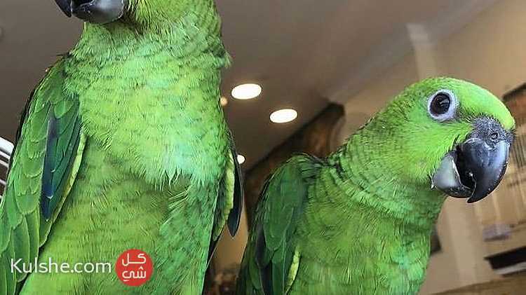 Adorable Amazon parrots Available now - صورة 1