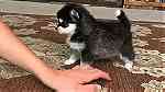 Pomsky Puppies Available - Image 2