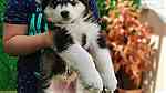 Alaskan Malamute Puppies Available - صورة 2