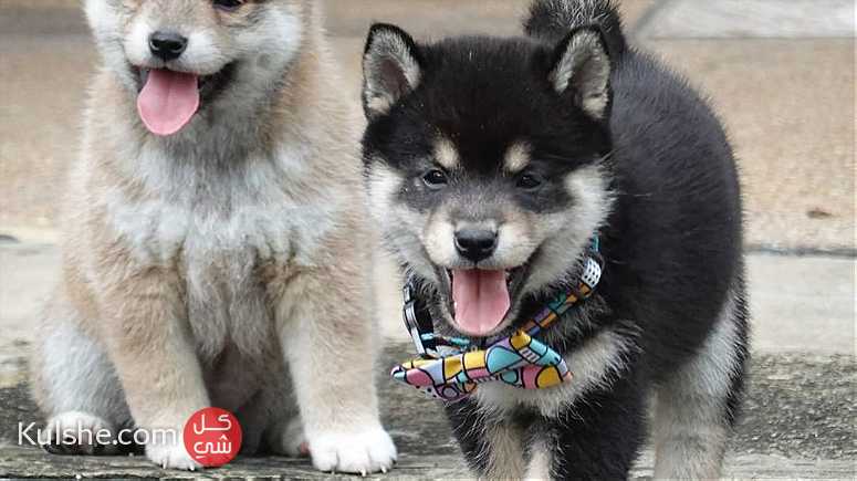 Shiba Inu Puppies for sale - صورة 1