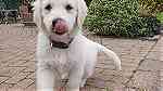 Cream Rottweiler puppies available - صورة 1