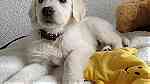 Cream Rottweiler puppies available - صورة 4