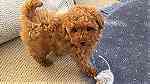 Quality  Toy poodle  Puppies available - صورة 1