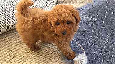 Quality  Toy poodle  Puppies available