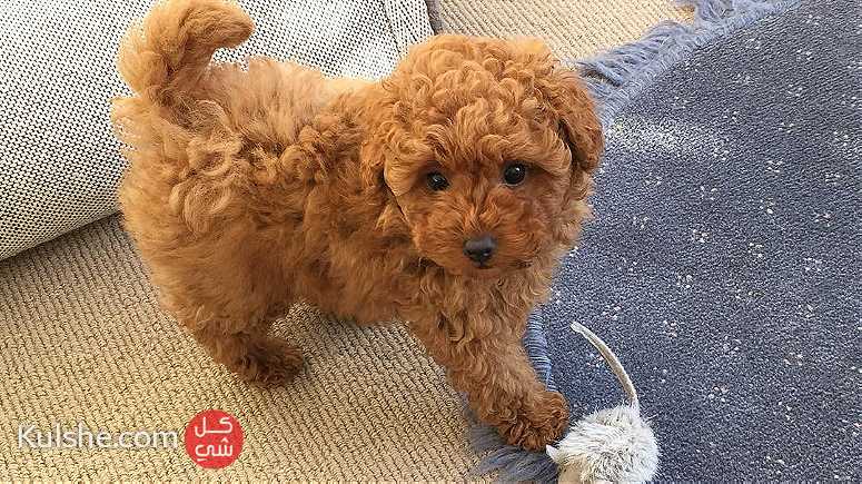 Quality  Toy poodle  Puppies available - Image 1