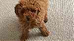 Quality  Toy poodle  Puppies available - صورة 2