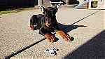 Dock tail  Doberman Pinscher  Puppies  available - Image 1
