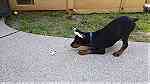 Dock tail  Doberman Pinscher  Puppies  available - Image 3