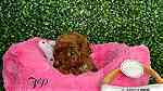 micro Toy poodle puppies available - صورة 1