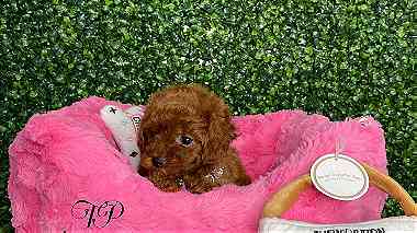 micro Toy poodle puppies available