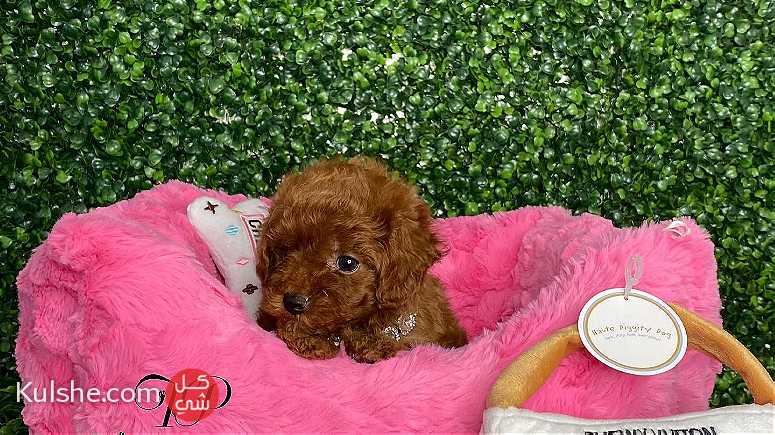 micro Toy poodle puppies available - Image 1