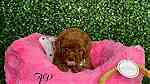 micro Toy poodle puppies available - Image 2