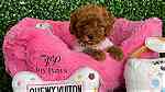 micro Toy poodle puppies available - صورة 3