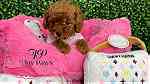 micro Toy poodle puppies available - صورة 4
