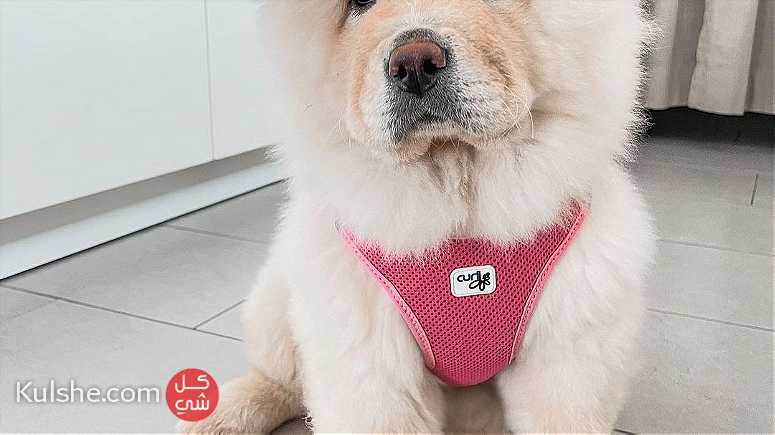 Fuffy  chow chow puppies available - صورة 1