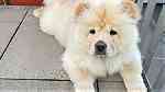 Fuffy  chow chow puppies available - صورة 4