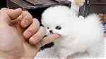 white micro Pomerania  puppiea available - Image 4